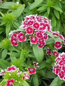 DIABAR09 11