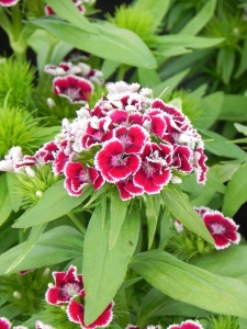 DIABAR09 13