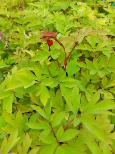 DICSPE05 11