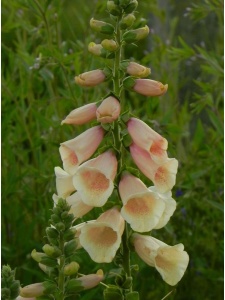 DIGPUR06 15