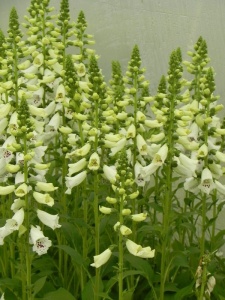 DIGPUR08 14