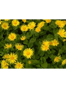 DORORI01 15