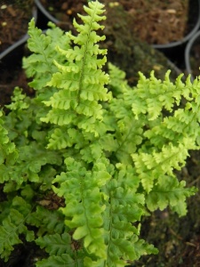 DRYAFF01 11