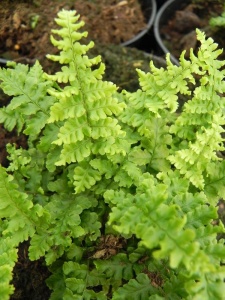 DRYAFF01 12