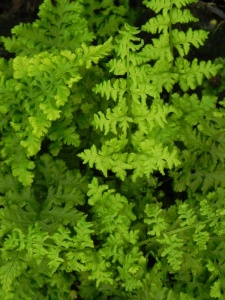 DRYAUS01 11