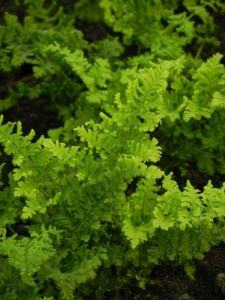 DRYAUS01 13