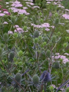 ERYPLA01 15