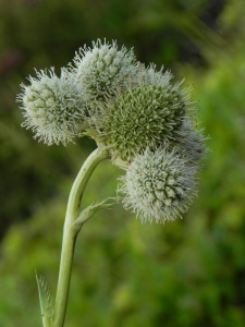 ERYYUC00 11