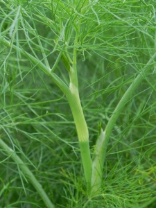 FOEVUL00 14