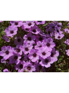 GERCIN01 14