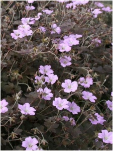 GERHYB02 11