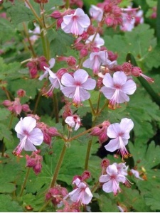 GERMAC04 11