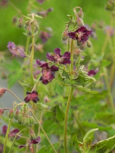 GERPHA01 11