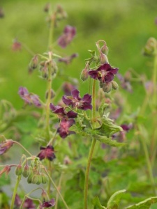 GERPHA01 12