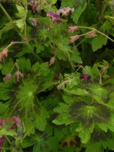 GERPHA01 13