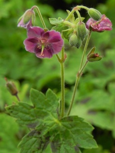 GERPHA01 16