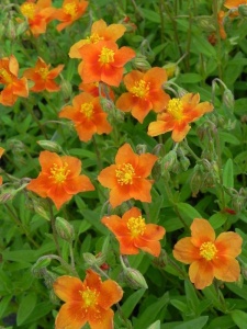 HELHYB03 14