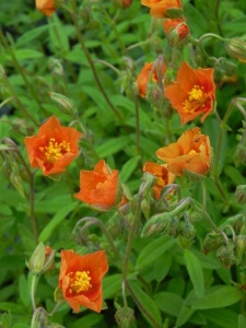 HELHYB03 15