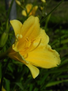HEMHYB06 16