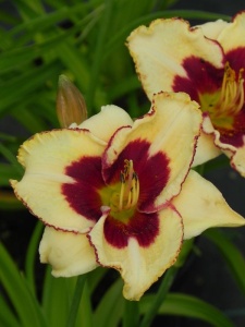 HEMHYB28 14