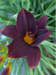 HEUHYB28 11