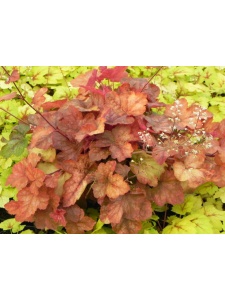 HEUTIA05 15
