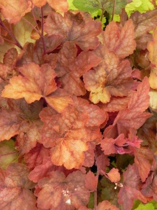 HEUTIA05 16