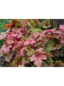 HEUTIA10 12