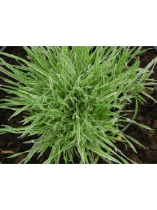 HOLMOL01 16