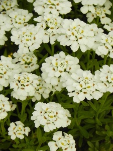 IBESEM03 11