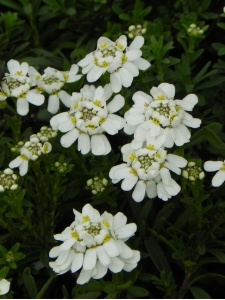 IBESEM03 13