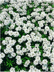IBESEM05 11