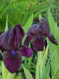 IRIPUM07 15