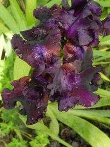 IRIPUM07 17