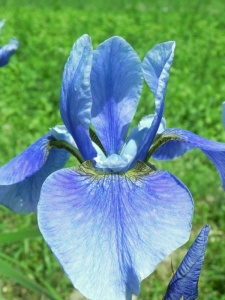 IRISIB02 15