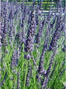 LAVANG20 11