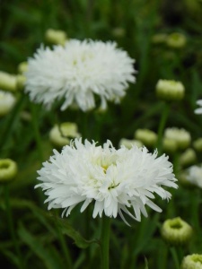 LEUMAX03 11