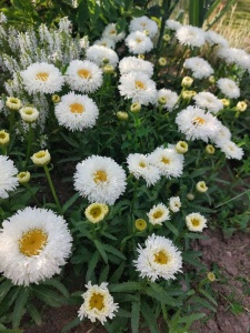 LEUMAX03 14