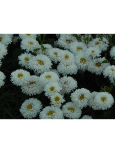 LEUMAX03 18