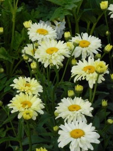 LEUMAX06 11