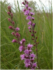 LIAASP00 11