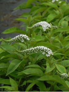 LYSCLE00 11