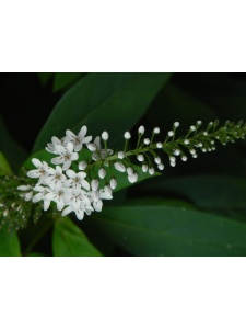 LYSCLE00 16