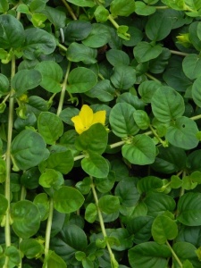 LYSNUM00 16