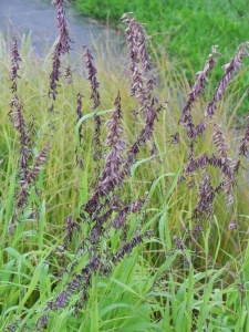 MELALT01 15