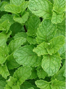 MENSPI00 11