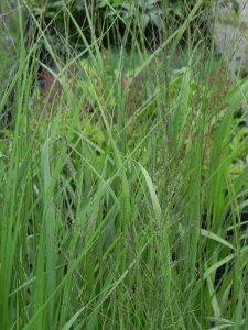 MOLARU04 14