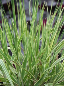 MOLCAE04 14