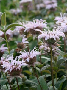 MONBRA00 11