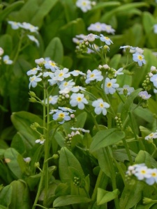 MYOPAL00 12